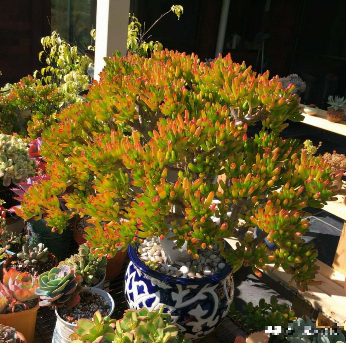 4 cây cảnh "bất tử" mang điềm lành, sức sống mãnh liệt, trồng một chậu rước phúc lộc đầy nhà - Ảnh 7.