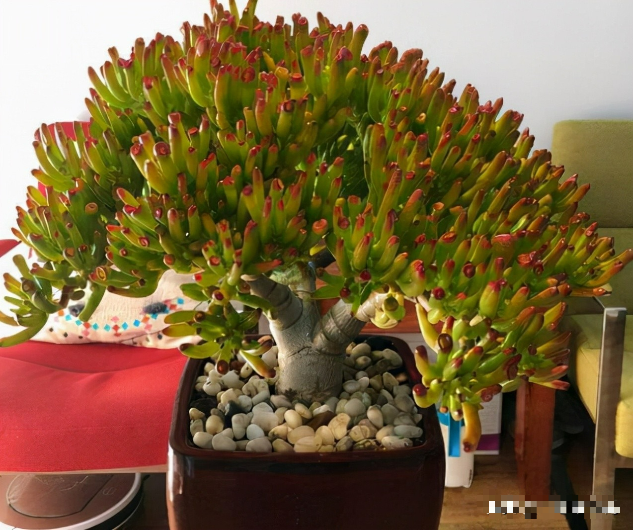 4 cây cảnh "bất tử" mang điềm lành, sức sống mãnh liệt, trồng một chậu rước phúc lộc đầy nhà - Ảnh 8.