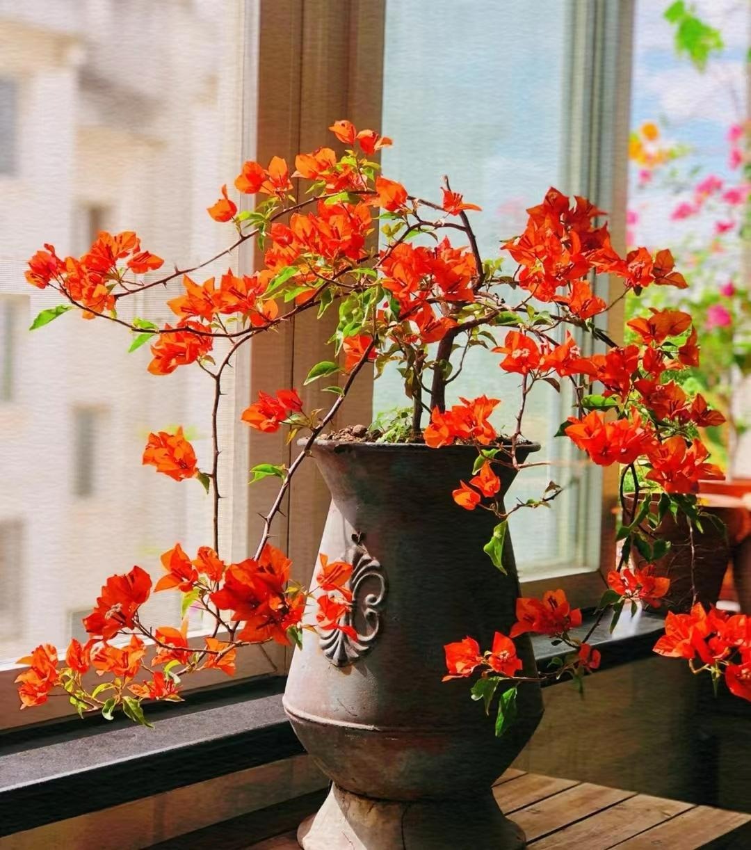 Nâng tầm cây cảnh quen thuộc thành cả "bầu trời" nghệ thuật, ai thấy cũng phải mê đắm - Ảnh 11.