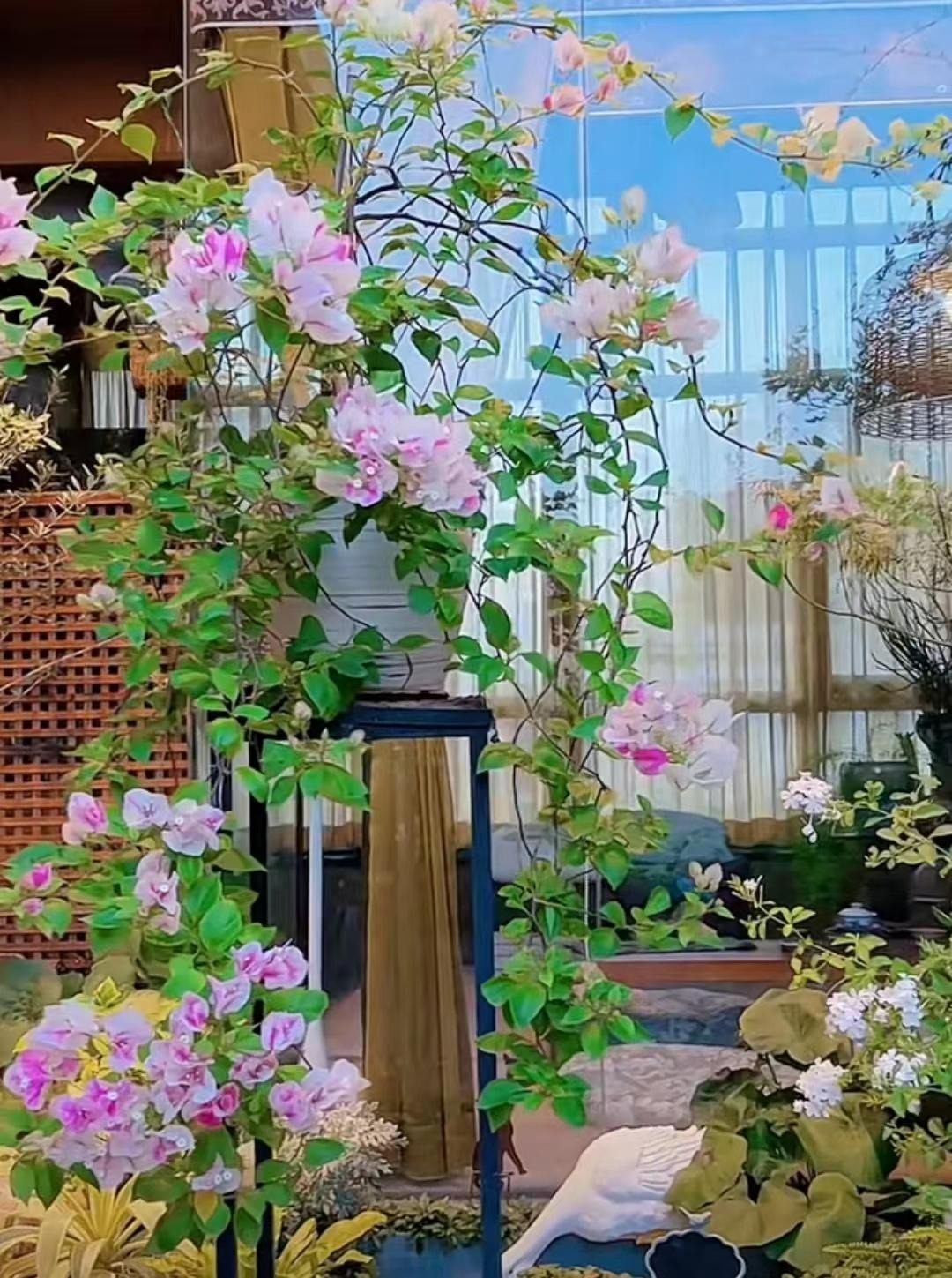 Nâng tầm cây cảnh quen thuộc thành cả "bầu trời" nghệ thuật, ai thấy cũng phải mê đắm - Ảnh 13.