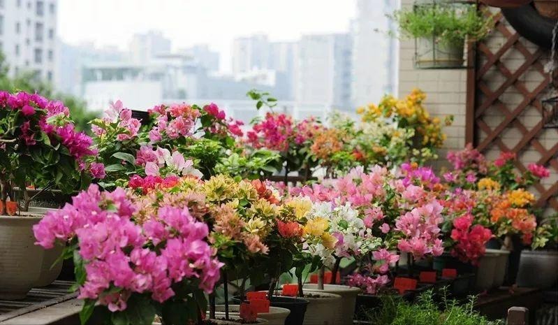 Nâng tầm cây cảnh quen thuộc thành cả "bầu trời" nghệ thuật, ai thấy cũng phải mê đắm - Ảnh 16.