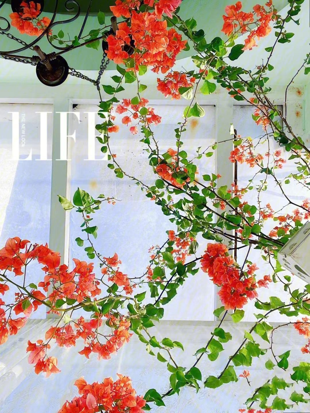 Nâng tầm cây cảnh quen thuộc thành cả "bầu trời" nghệ thuật, ai thấy cũng phải mê đắm - Ảnh 15.