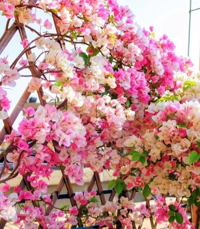 Nâng tầm cây cảnh quen thuộc thành cả "bầu trời" nghệ thuật, ai thấy cũng phải mê đắm - Ảnh 7.