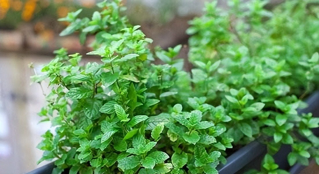 6 cây cảnh đẹp rực rỡ, phát triển nhanh nhưng "bất hảo", vườn nhỏ đừng có trồng kẻo hối hận - Ảnh 3.