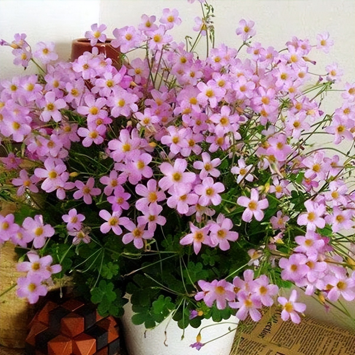6 cây cảnh đẹp rực rỡ, phát triển nhanh nhưng "bất hảo", vườn nhỏ đừng có trồng kẻo hối hận - Ảnh 12.