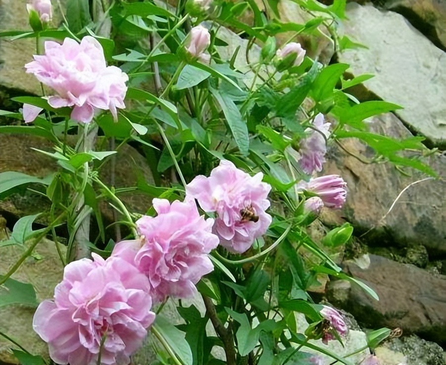 6 cây cảnh đẹp rực rỡ, phát triển nhanh nhưng "bất hảo", vườn nhỏ đừng có trồng kẻo hối hận - Ảnh 10.