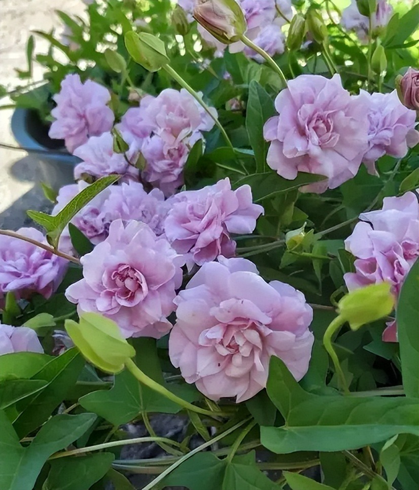 6 cây cảnh đẹp rực rỡ, phát triển nhanh nhưng "bất hảo", vườn nhỏ đừng có trồng kẻo hối hận - Ảnh 8.
