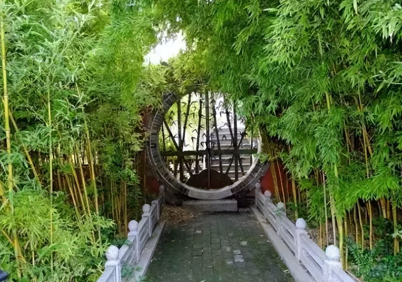6 cây cảnh đẹp rực rỡ, phát triển nhanh nhưng "bất hảo", vườn nhỏ đừng có trồng kẻo hối hận - Ảnh 17.