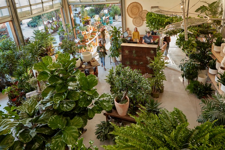 4 loại "cây cảnh nhà người ta", dù mê đến mấy cũng nên thận trọng khi mua - Ảnh 1.