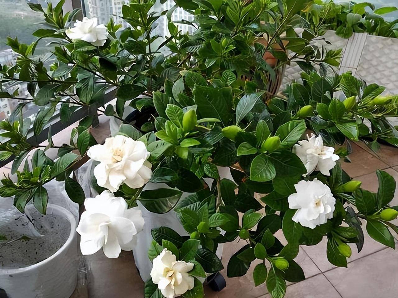 4 loại "cây cảnh nhà người ta", dù mê đến mấy cũng nên thận trọng khi mua - Ảnh 10.