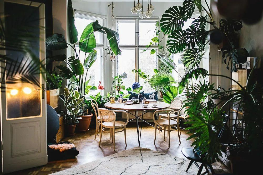 Nhà phố có 1.000 chậu cây cảnh sẽ thế nào? Cẩn thận kẻo "lạc" không ra được - Ảnh 2.