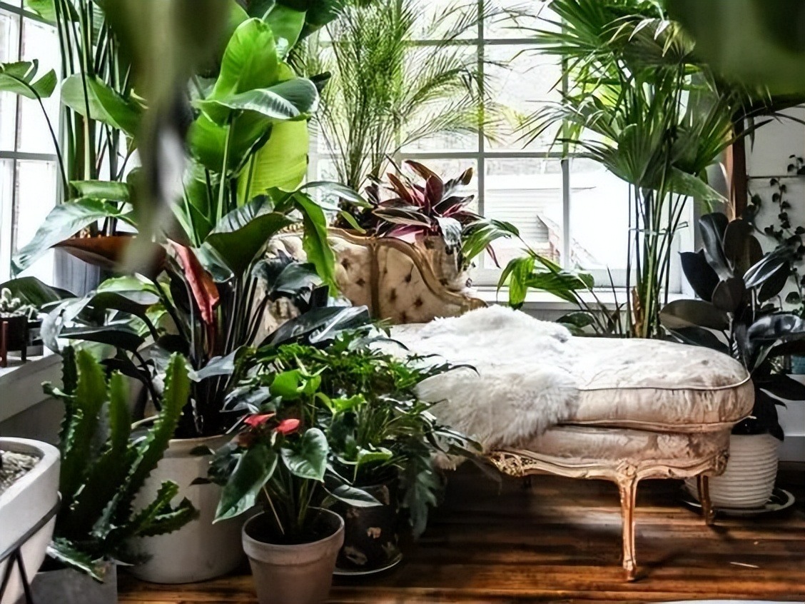 Nhà phố có 1.000 chậu cây cảnh sẽ thế nào? Cẩn thận kẻo "lạc" không ra được - Ảnh 3.