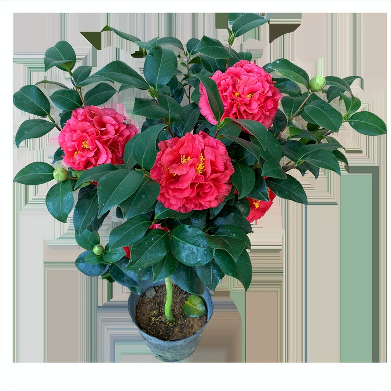 4 loại "cây cảnh nhà người ta", dù mê đến mấy cũng nên thận trọng khi mua - Ảnh 3.