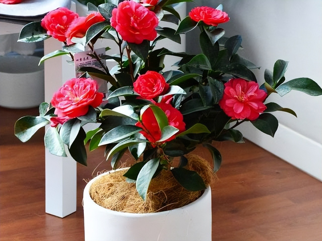 4 loại "cây cảnh nhà người ta", dù mê đến mấy cũng nên thận trọng khi mua - Ảnh 4.