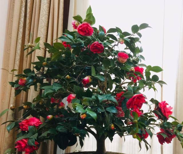 4 loại "cây cảnh nhà người ta", dù mê đến mấy cũng nên thận trọng khi mua - Ảnh 2.