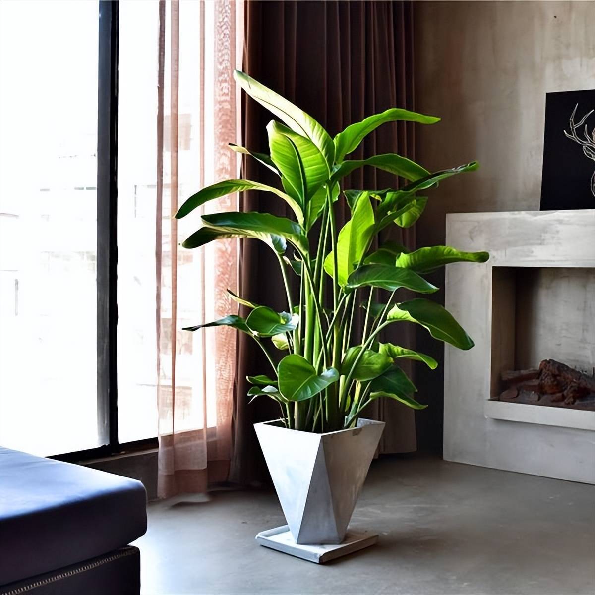 4 loại "cây cảnh nhà người ta", dù mê đến mấy cũng nên thận trọng khi mua - Ảnh 7.