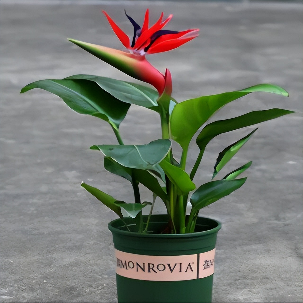 4 loại "cây cảnh nhà người ta", dù mê đến mấy cũng nên thận trọng khi mua - Ảnh 5.