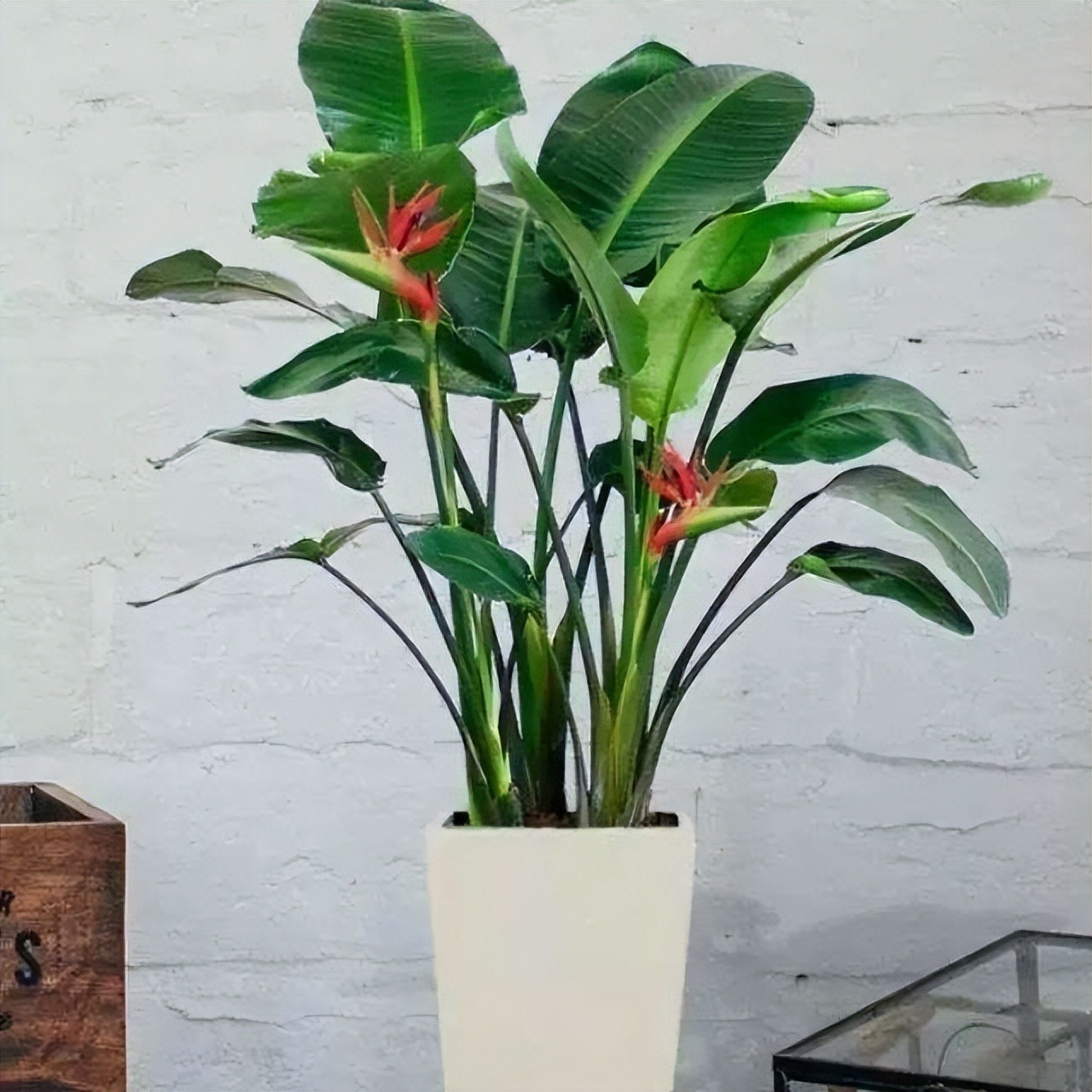 4 loại "cây cảnh nhà người ta", dù mê đến mấy cũng nên thận trọng khi mua - Ảnh 6.