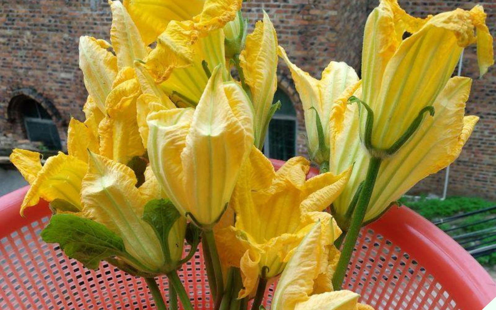 Loại hoa xưa rụng thối gốc chả ai ăn nay lại thành đặc sản, đem nấu món giòn giòn cả nhà thi nhau gắp - Ảnh 14.