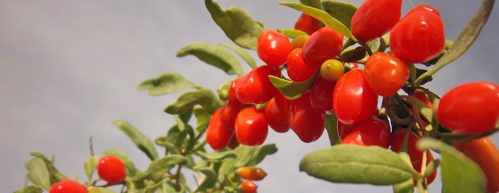 Người xưa dặn: "Trồng 4 cây cảnh quả đỏ rực trong nhà, con cháu đời đời phú quý" - Ảnh 5. Người xưa dặn: "Trồng 4 cây cảnh quả đỏ rực trong nhà, con cháu đời đời phú quý" - Ảnh 5.