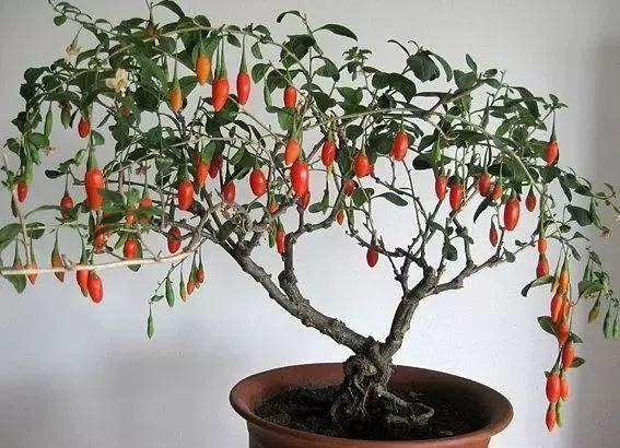 Người xưa dặn: "Trồng 4 cây cảnh quả đỏ rực trong nhà, con cháu đời đời phú quý" - Ảnh 7. Người xưa dặn: "Trồng 4 cây cảnh quả đỏ rực trong nhà, con cháu đời đời phú quý" - Ảnh 7.