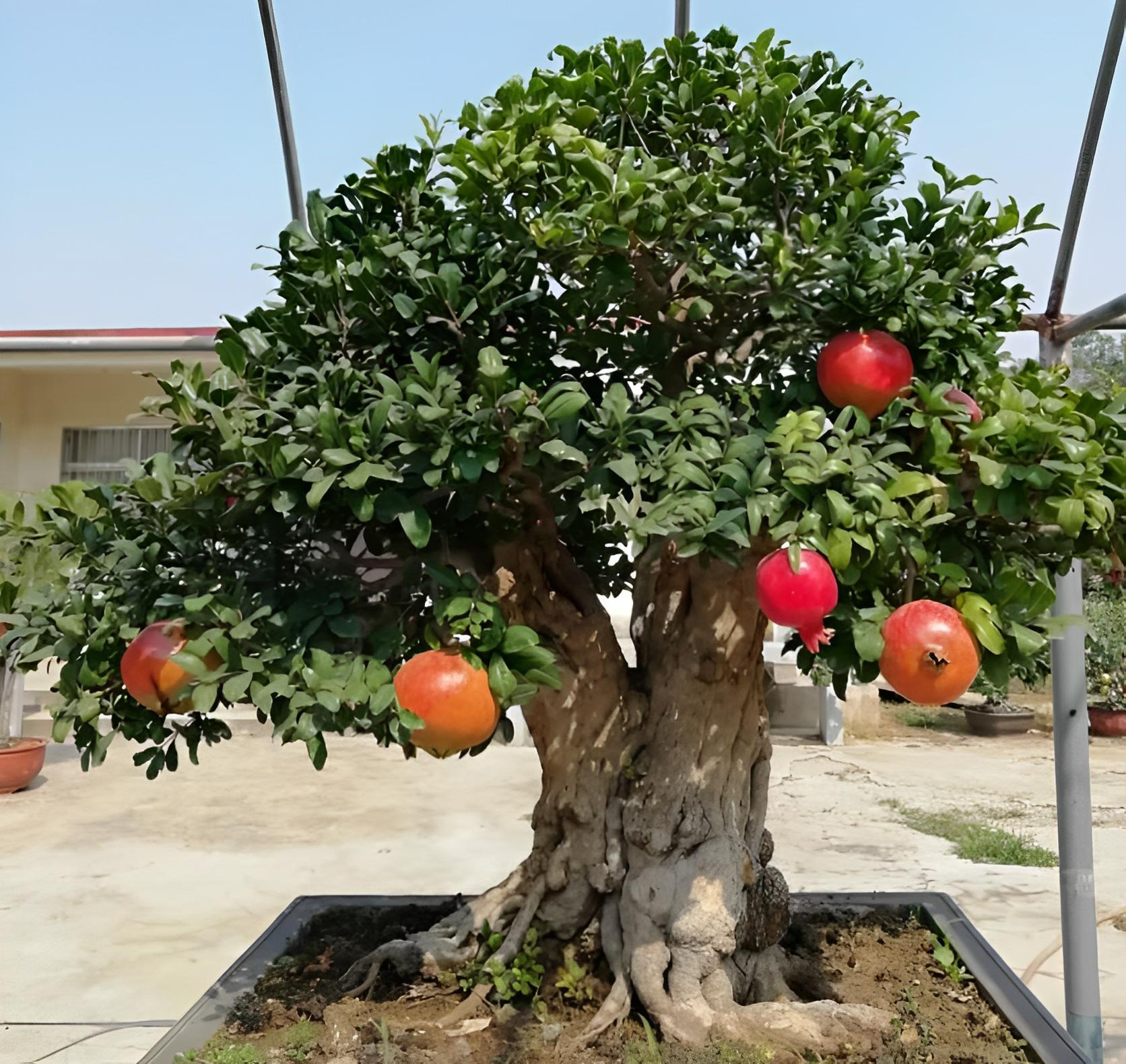 Người xưa dặn: "Trồng 4 cây cảnh quả đỏ rực trong nhà, con cháu đời đời phú quý" - Ảnh 8. Người xưa dặn: "Trồng 4 cây cảnh quả đỏ rực trong nhà, con cháu đời đời phú quý" - Ảnh 8.