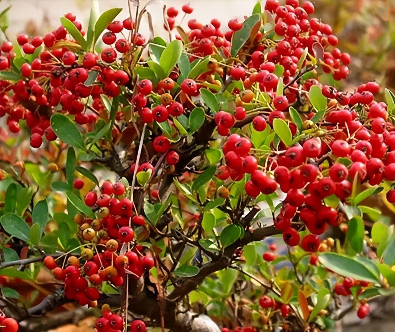 Người xưa dặn: "Trồng 4 cây cảnh quả đỏ rực trong nhà, con cháu đời đời phú quý" - Ảnh 10. Người xưa dặn: "Trồng 4 cây cảnh quả đỏ rực trong nhà, con cháu đời đời phú quý" - Ảnh 10.