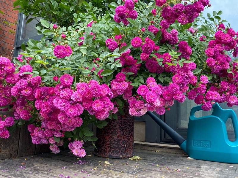 5 cây cảnh không thể chết cóng trong mùa đông, mùa xuân bùng nổ thành thác hoa đẹp mê mẩn  - Ảnh 1.