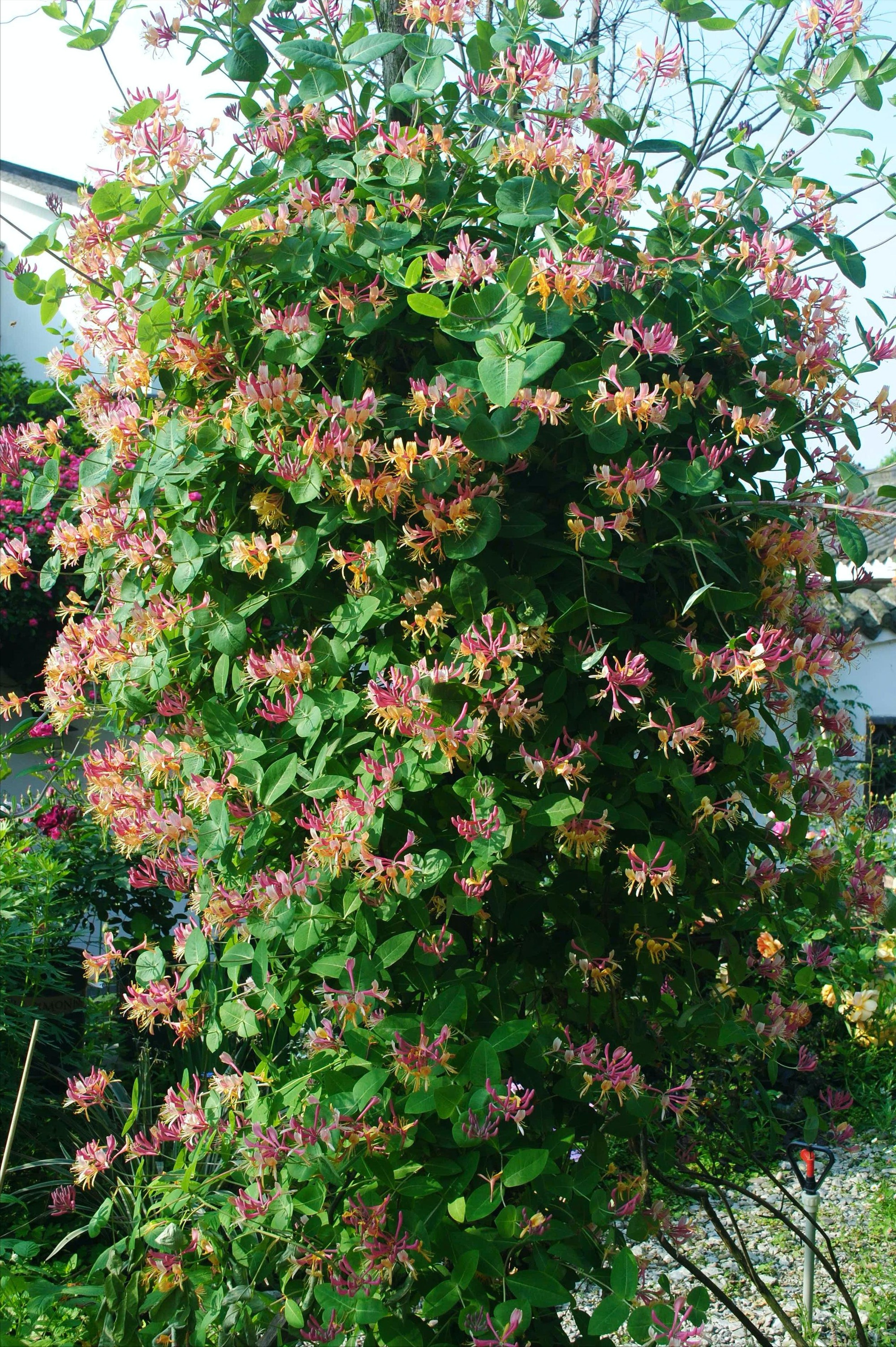 5 cây cảnh không thể chết cóng trong mùa đông, mùa xuân bùng nổ thành thác hoa đẹp mê mẩn  - Ảnh 3.