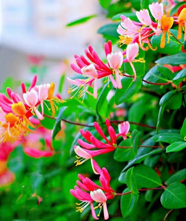 5 cây cảnh không thể chết cóng trong mùa đông, mùa xuân bùng nổ thành thác hoa đẹp mê mẩn  - Ảnh 2.