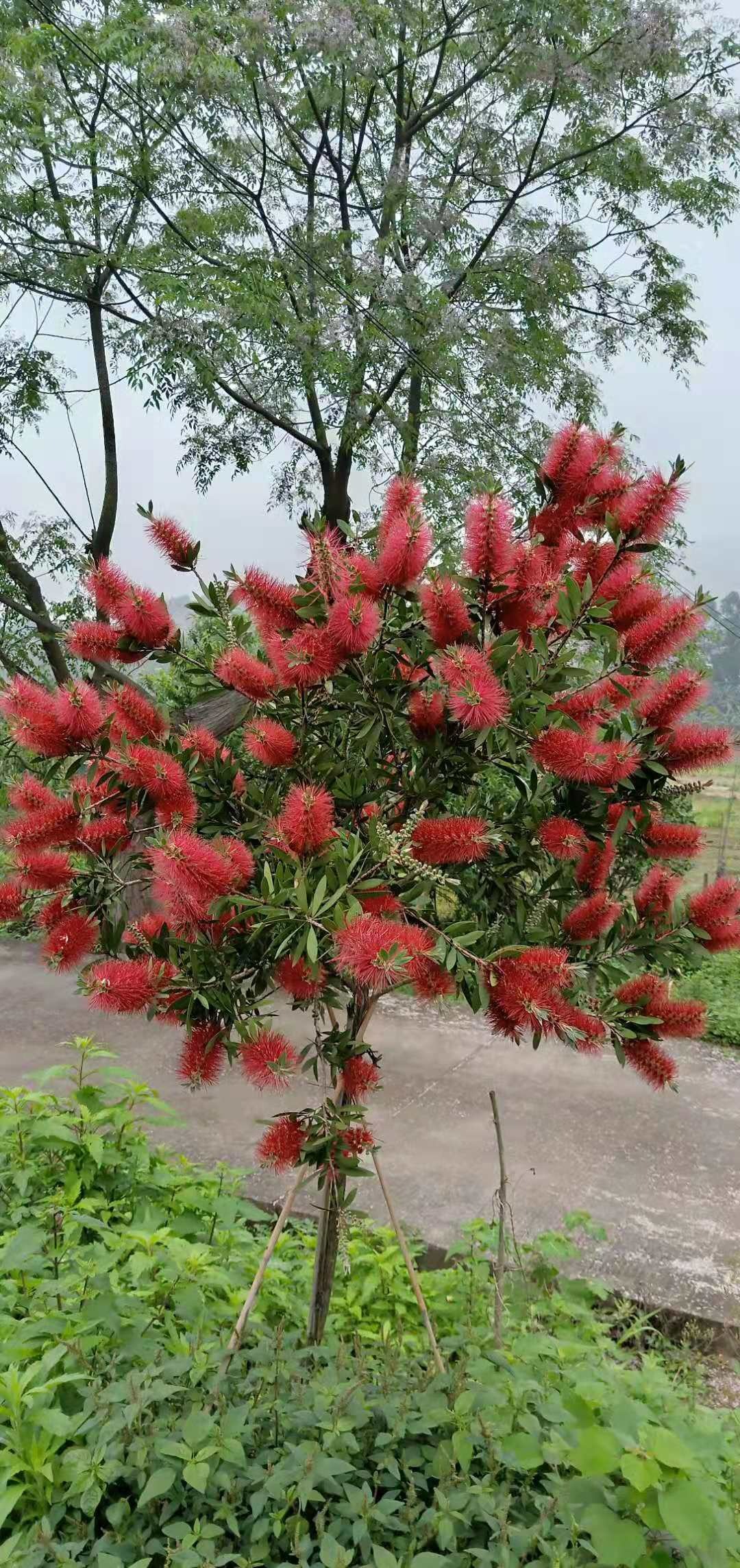 5 cây cảnh không thể chết cóng trong mùa đông, mùa xuân bùng nổ thành thác hoa đẹp mê mẩn  - Ảnh 10.