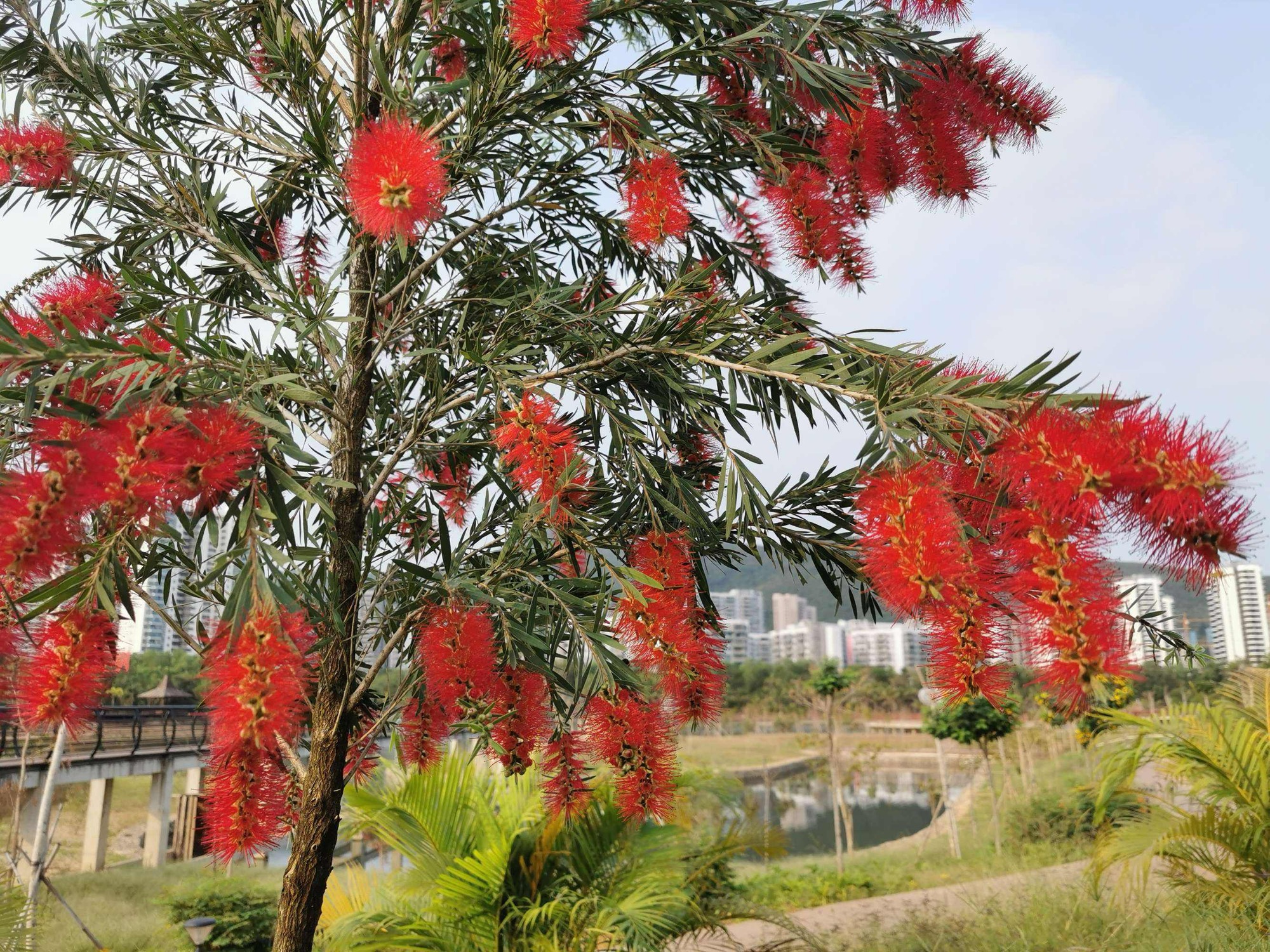 5 cây cảnh không thể chết cóng trong mùa đông, mùa xuân bùng nổ thành thác hoa đẹp mê mẩn  - Ảnh 9.