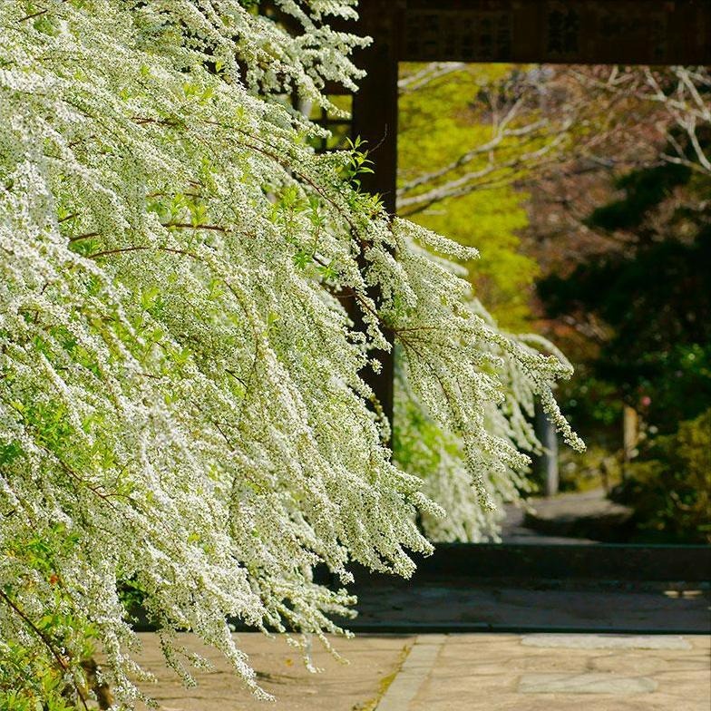 5 cây cảnh không thể chết cóng trong mùa đông, mùa xuân bùng nổ thành thác hoa đẹp mê mẩn  - Ảnh 6.