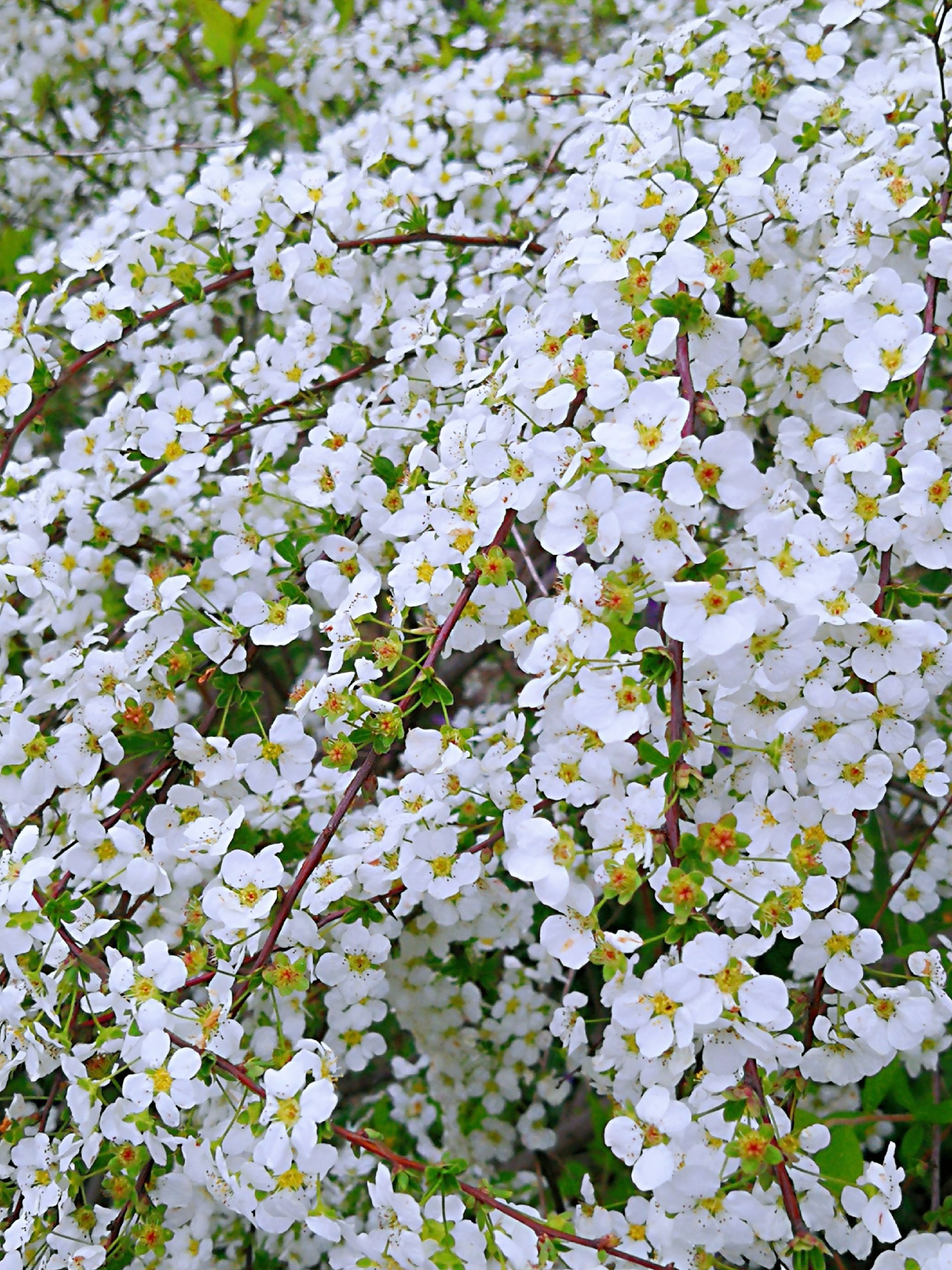 5 cây cảnh không thể chết cóng trong mùa đông, mùa xuân bùng nổ thành thác hoa đẹp mê mẩn  - Ảnh 4.