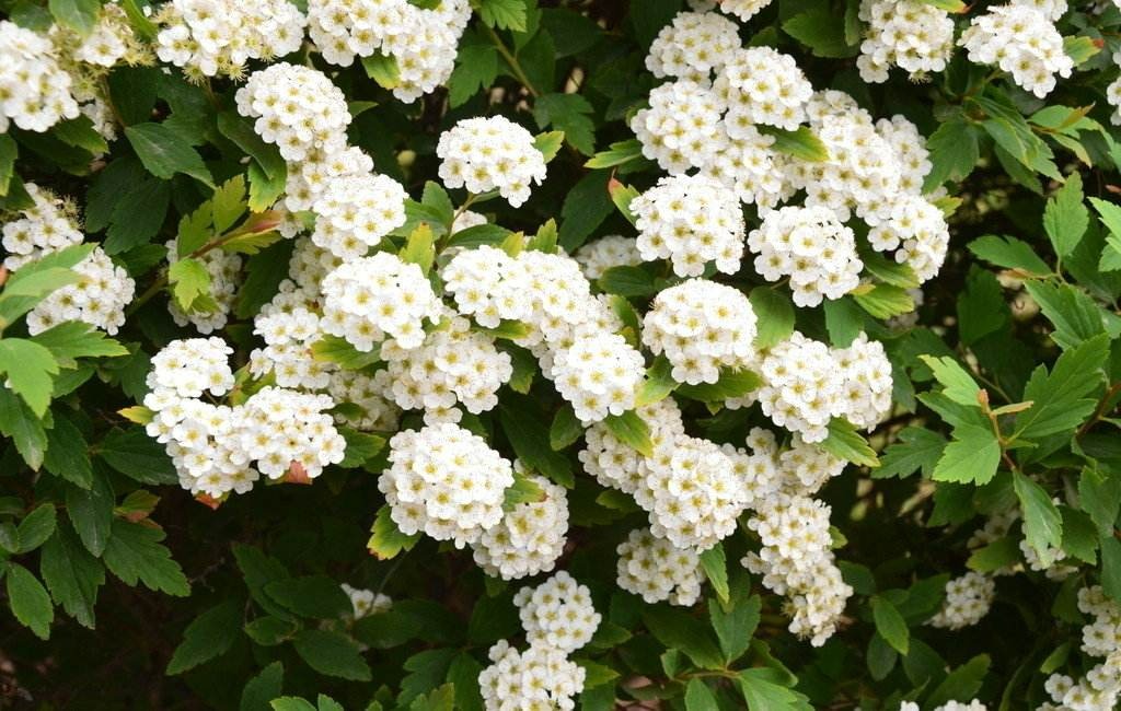 5 cây cảnh không thể chết cóng trong mùa đông, mùa xuân bùng nổ thành thác hoa đẹp mê mẩn  - Ảnh 11.