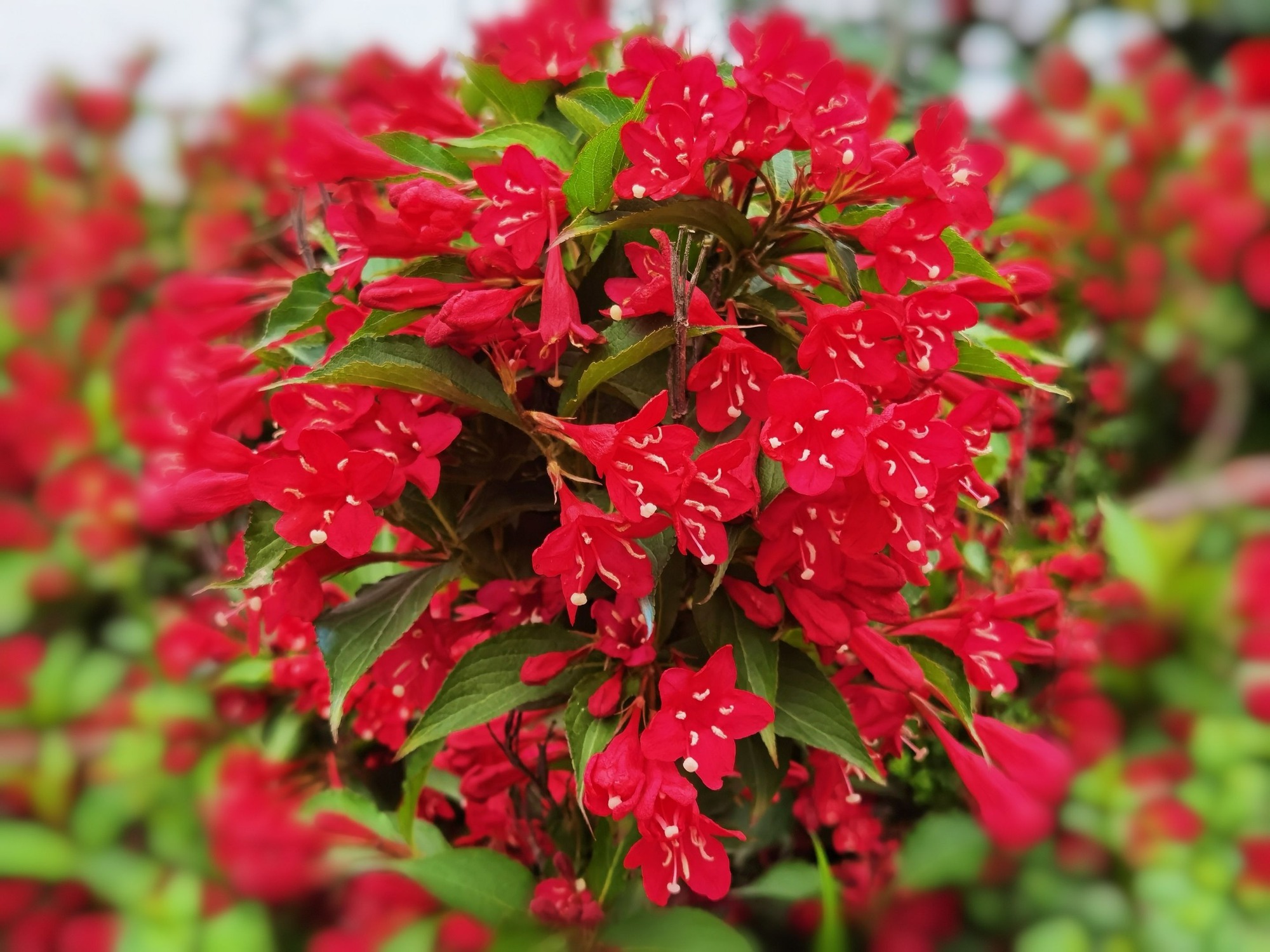 5 cây cảnh không thể chết cóng trong mùa đông, mùa xuân bùng nổ thành thác hoa đẹp mê mẩn  - Ảnh 8.