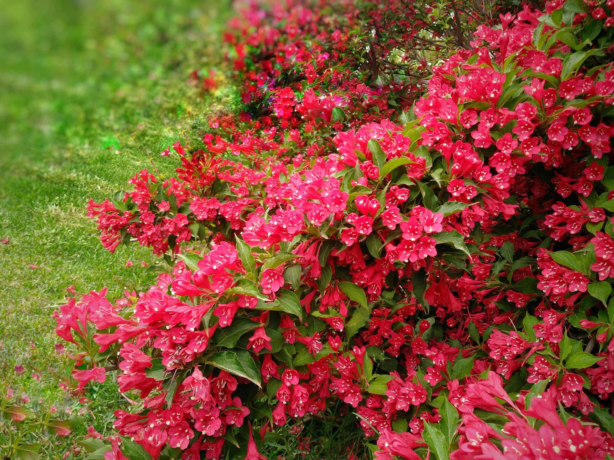 5 cây cảnh không thể chết cóng trong mùa đông, mùa xuân bùng nổ thành thác hoa đẹp mê mẩn  - Ảnh 7.