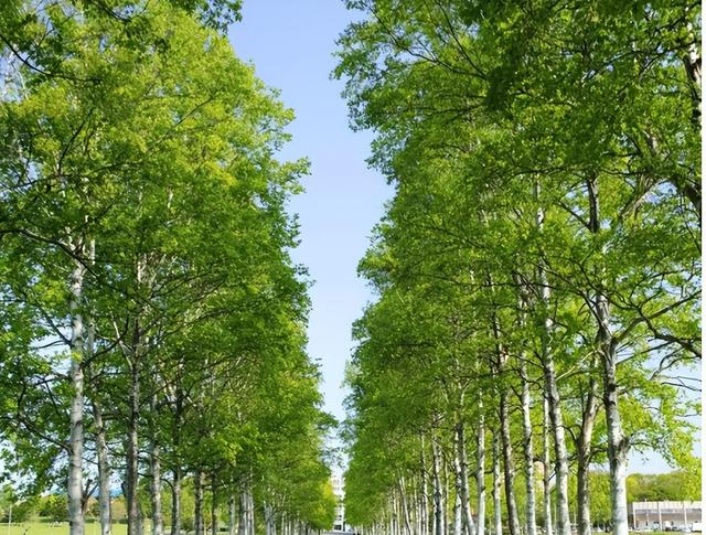 Người xưa dặn: "Không trồng 3 cây cảnh ở sân, không bày 3 đồ vật ở phòng khách" để tránh tiêu tài, tán lộc - Ảnh 2.