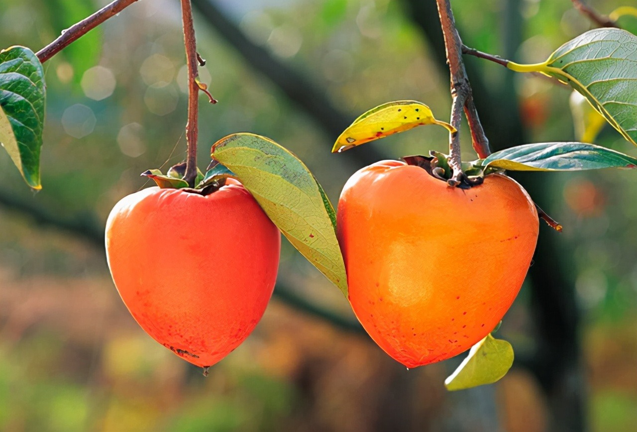 Người xưa nói: "1 quả hồng chứa 10 vị thuốc bổ", mùa thu ăn hồng quá đỉnh - Ảnh 1.