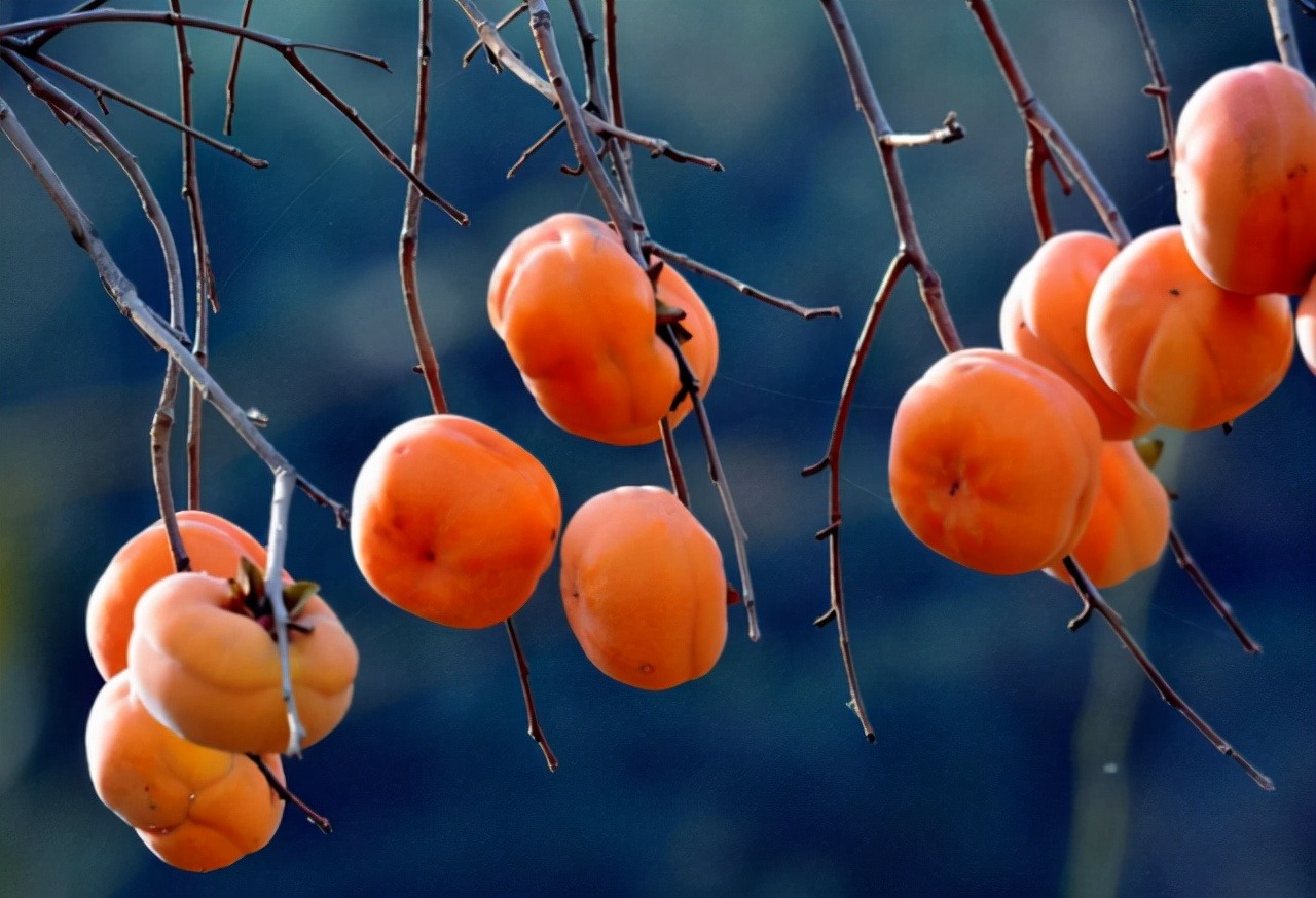 Người xưa nói: "1 quả hồng chứa 10 vị thuốc bổ", mùa thu ăn hồng quá đỉnh - Ảnh 2.