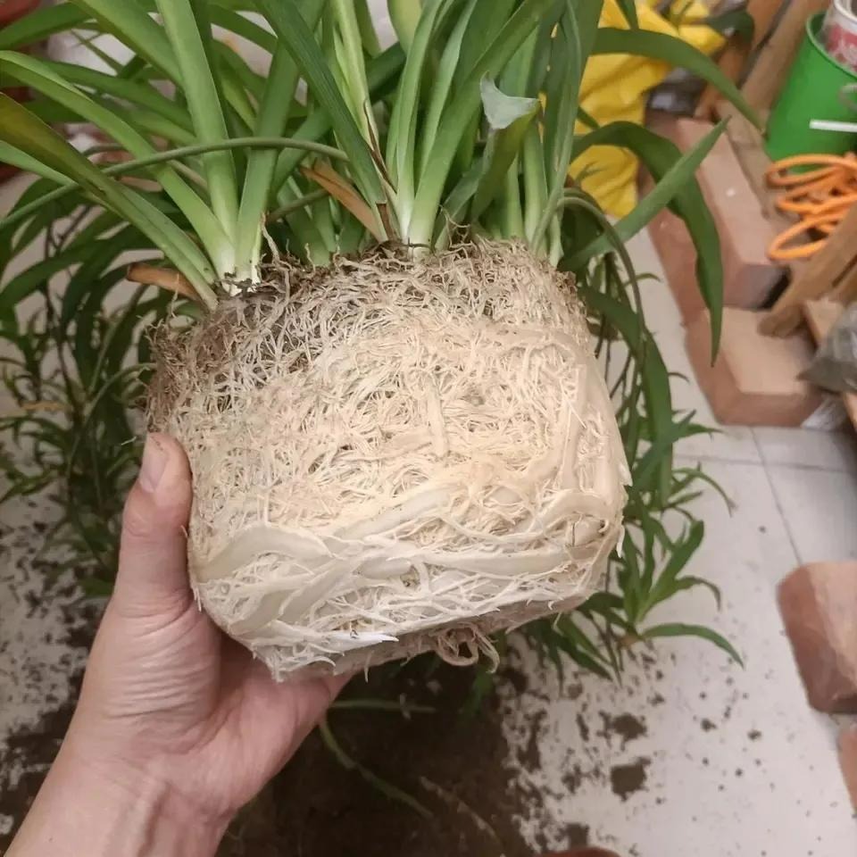 4 cây cảnh chuyên "cạp đất mà ăn", 1 năm không thay chậu là cạn dinh dưỡng - Ảnh 6.