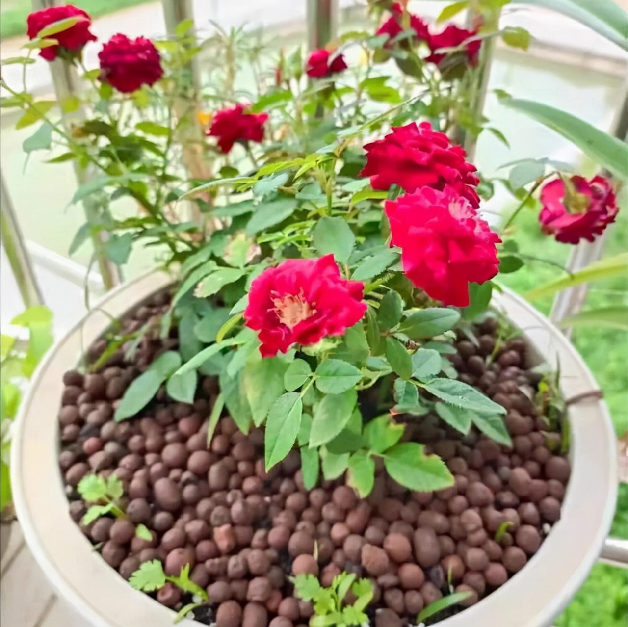 Những thứ vất đi này lại là "bảo bối" cho việc trồng cây cảnh, không mất tiền còn dễ kiếm - Ảnh 9.