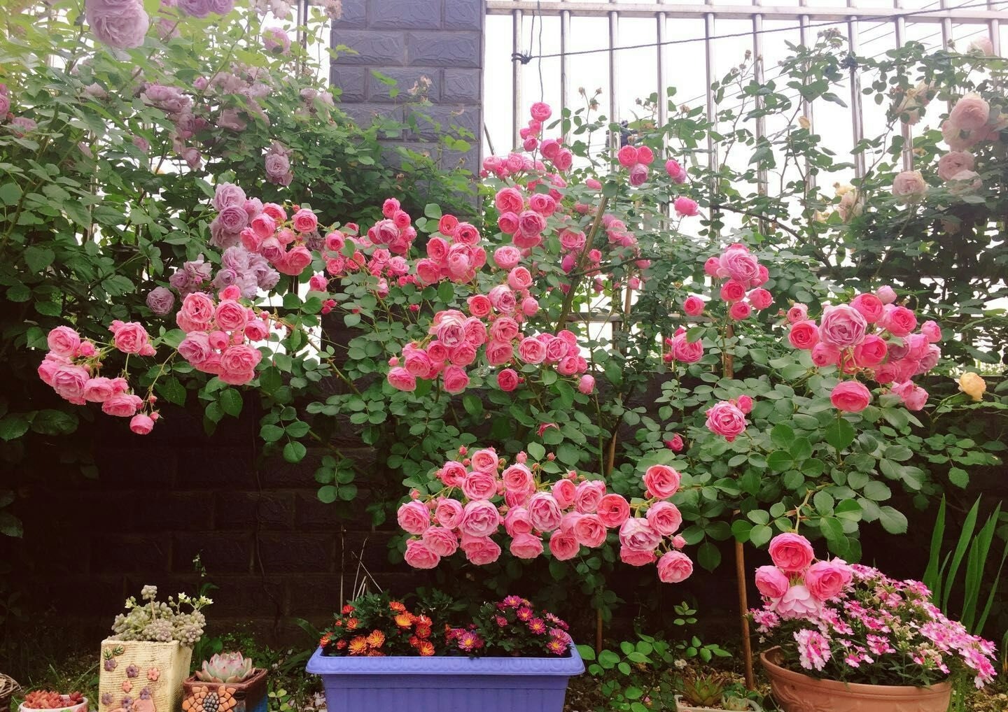 Những thứ vất đi này lại là "bảo bối" cho việc trồng cây cảnh, không mất tiền còn dễ kiếm - Ảnh 1.