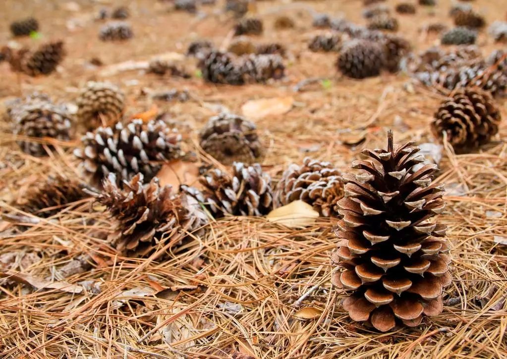 Những thứ vất đi này lại là "bảo bối" cho việc trồng cây cảnh, không mất tiền còn dễ kiếm - Ảnh 2.