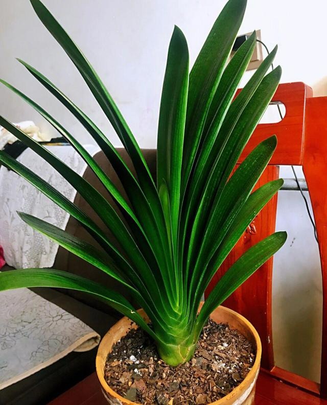 Những thứ vất đi này lại là "bảo bối" cho việc trồng cây cảnh, không mất tiền còn dễ kiếm - Ảnh 3.