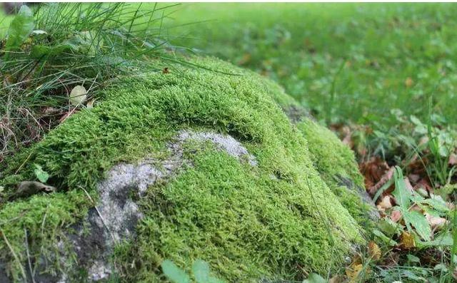 Những thứ vất đi này lại là "bảo bối" cho việc trồng cây cảnh, không mất tiền còn dễ kiếm - Ảnh 4.