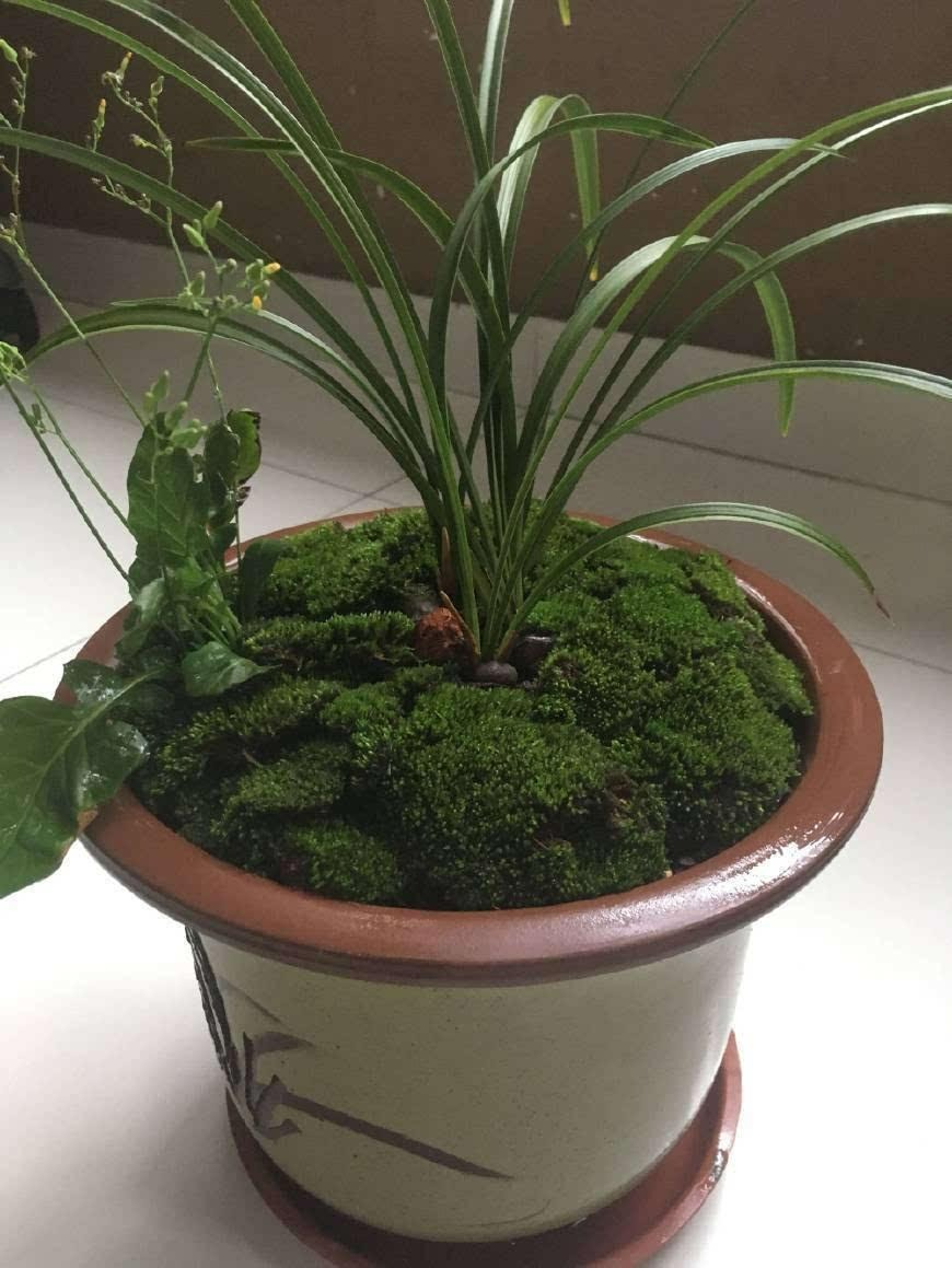 Những thứ vất đi này lại là "bảo bối" cho việc trồng cây cảnh, không mất tiền còn dễ kiếm - Ảnh 5.