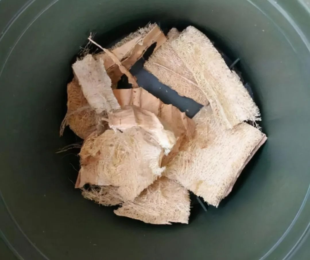 Những thứ vất đi này lại là "bảo bối" cho việc trồng cây cảnh, không mất tiền còn dễ kiếm - Ảnh 7.