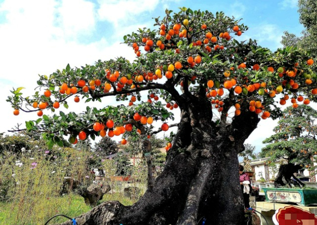 4 cây cảnh điềm lành, trồng trong nhà chiêu tài, hút lộc, còn là "bảo bối" cho sức khỏe - Ảnh 9.