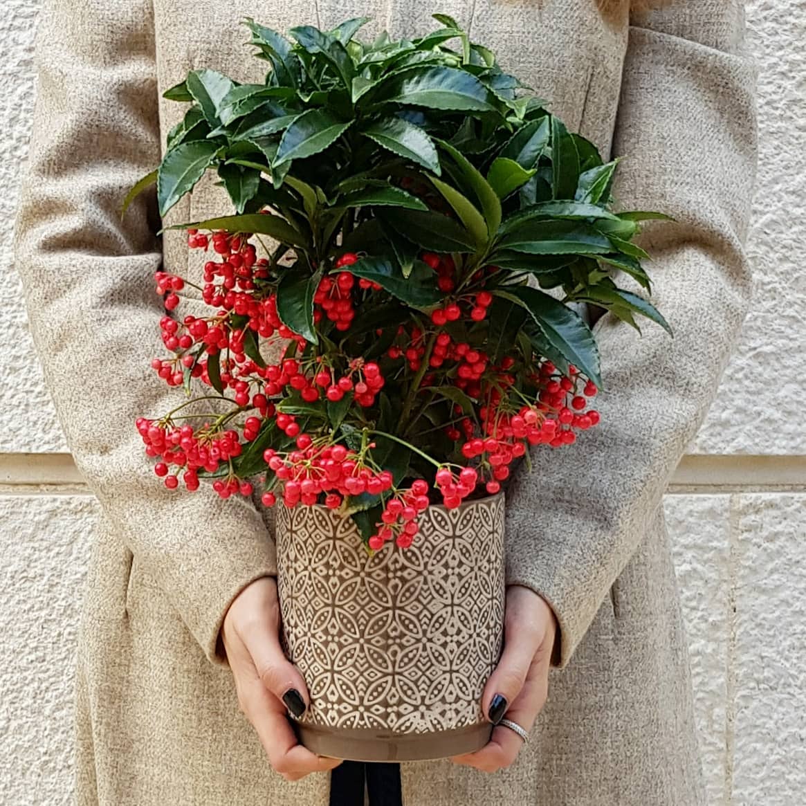 4 cây cảnh điềm lành, trồng trong nhà chiêu tài, hút lộc, còn là "bảo bối" cho sức khỏe - Ảnh 2.